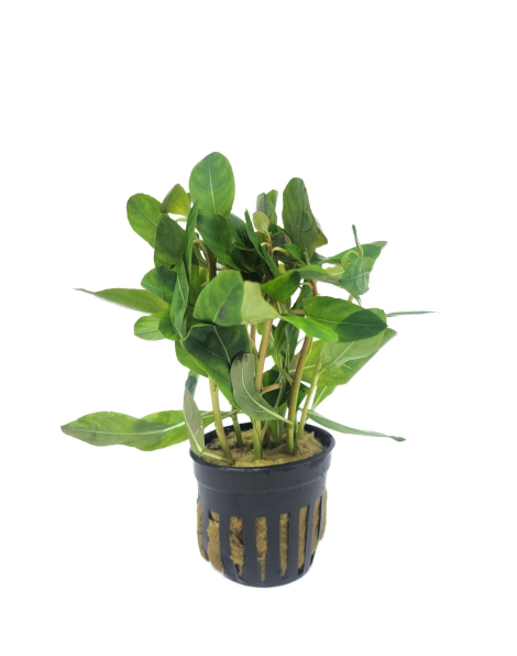 Ludwigia sphaerocarpa - potted
