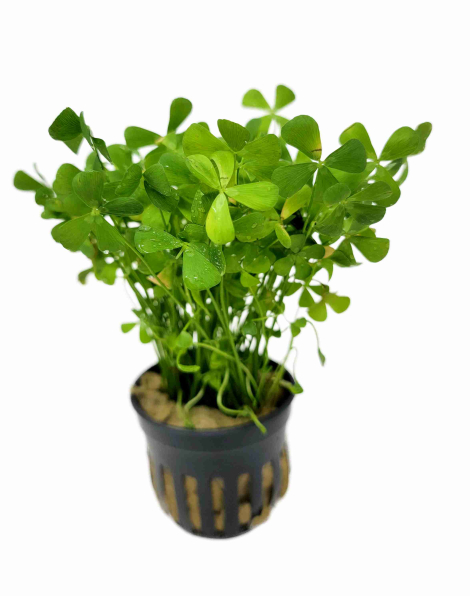 Marsilea crenata - potted