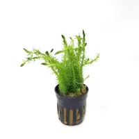 Mayaca fluviatilis - potted