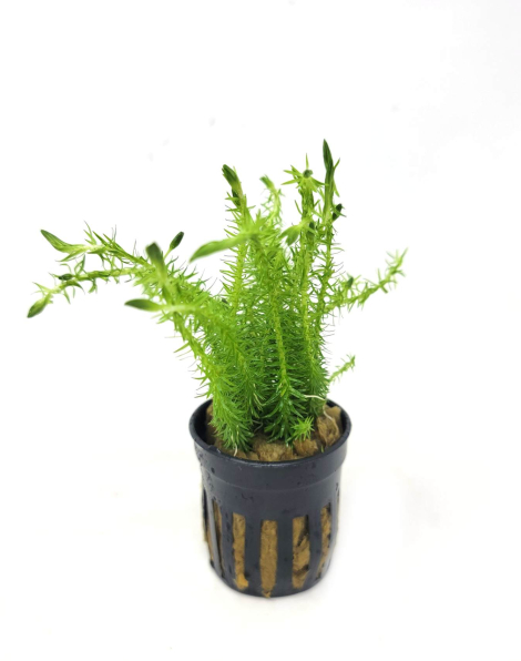 Mayaca fluviatilis - potted