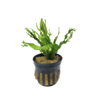 Microsorum pteropus 'Windelov'