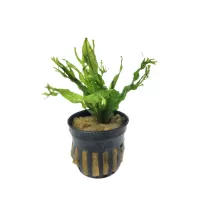 Microsorum pteropus 'Windelov'