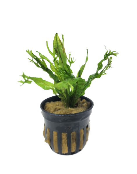 Microsorum pteropus 'Windelov'