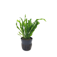 Microsorum  pteropus Flaming - potted
