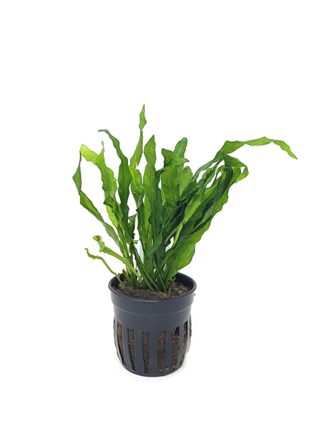 Microsorum  pteropus Flaming - potted