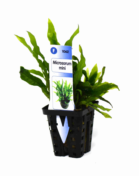 Microsorum mini - potted