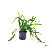 Microsorum pteropus 'Narrow Mini' - potted