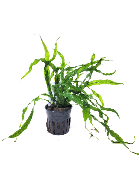 Microsorum pteropus 'Narrow Mini' - potted
