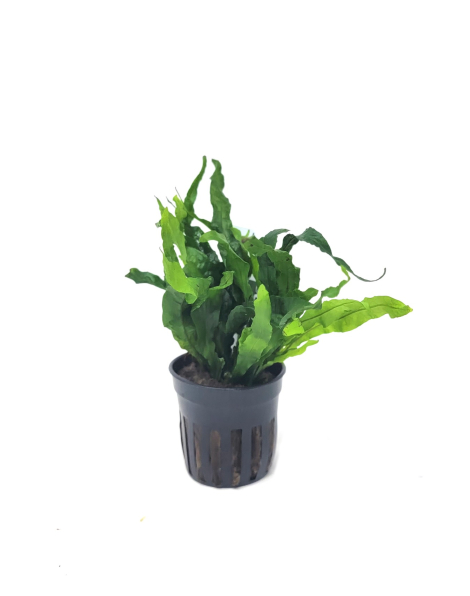 Microsorum  pteropus Petite - potted