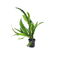 Microsorum pteropus Philippine - potted