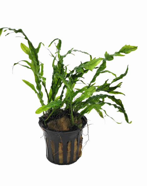 Microsorum pteropus 'Phoenix Tail' - potted