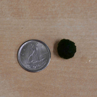 Mini Cladophora aegagropila