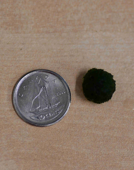 Mini Cladophora aegagropila