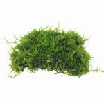Mosses