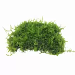 Mosses