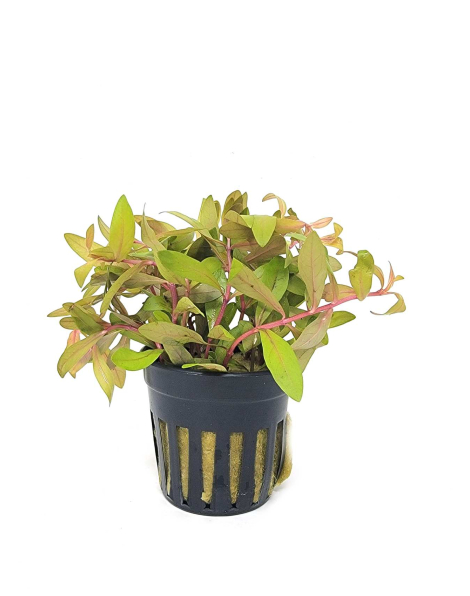 Nesaea pedicellata 'Golden' - potted