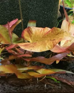 Nymphaea  lotus (Tiger lotus) - Red