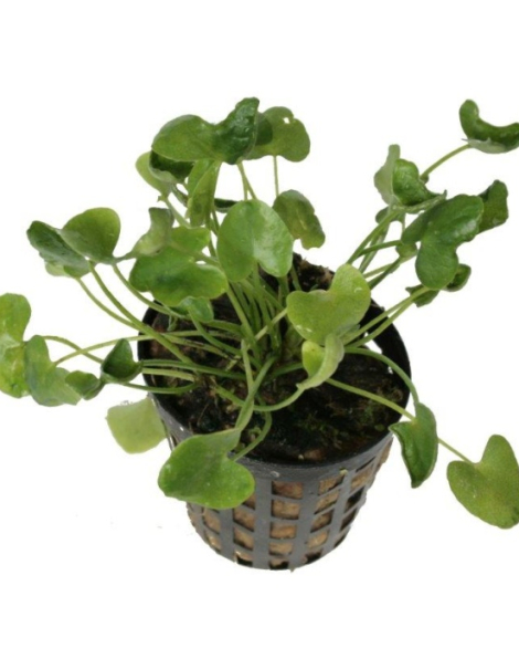 Nymphoides sp. 'Taiwan' - potted