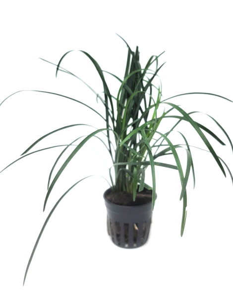 Ophiopogon japonica - potted