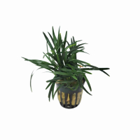 Ophiopogon japonica 'Kyoto' - potted