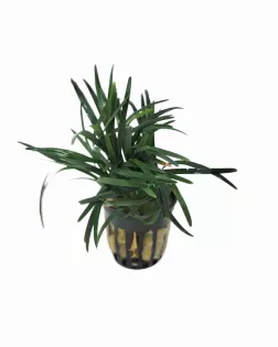 Ophiopogon japonica 'Kyoto' - potted