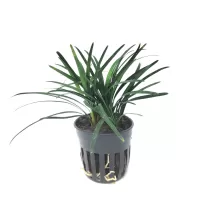 Ophiopogon pusillus - potted