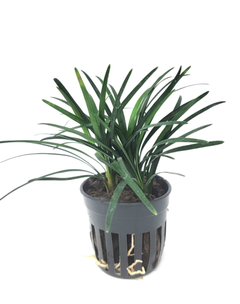 Ophiopogon pusillus - potted