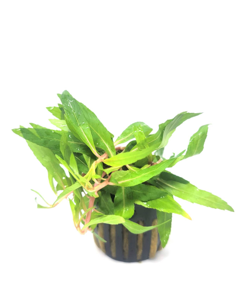 Penthorum sedoides - potted