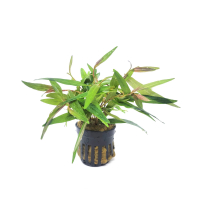 Persicaria praetermissa 'Sao Paulo'  - bunched