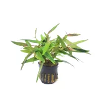 Persicaria praetermissa 'Sao Paulo'  - bunched