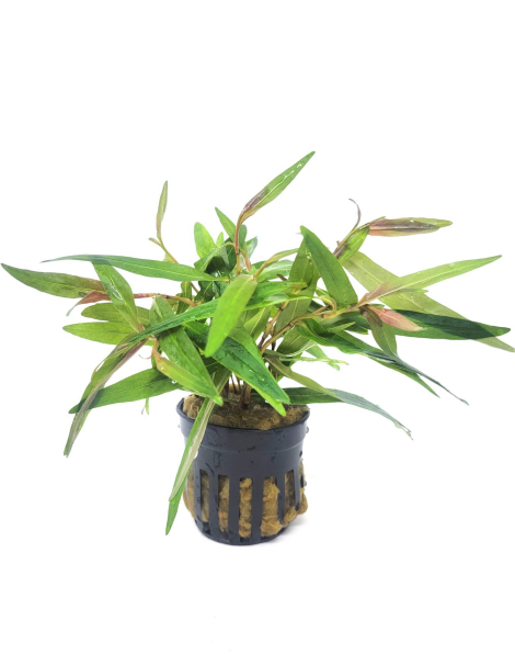 Persicaria praetermissa 'Sao Paulo'  - bunched