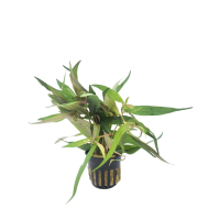 Persicaria hydropiper - potted