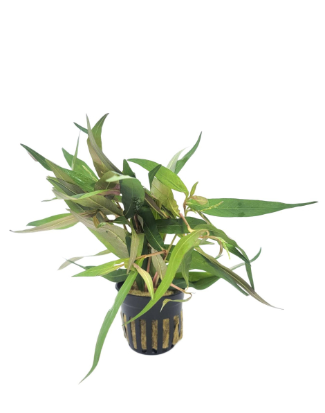 Persicaria hydropiper - potted