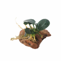 Anubias barteri 'petite round' on stone