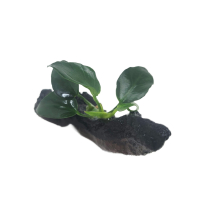 Anubias barteri 'petite round' on wood