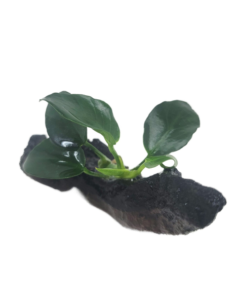 Anubias barteri 'petite round' on wood