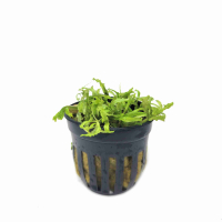 Pogostemon helferi - potted