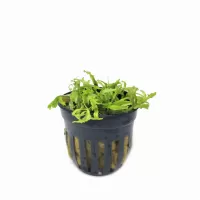 Pogostemon helferi - potted