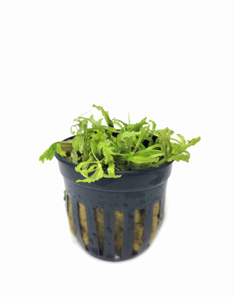 Pogostemon helferi - potted