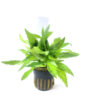 Pogostemon sampsonii - potted