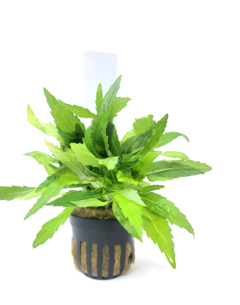 Pogostemon sampsonii - potted