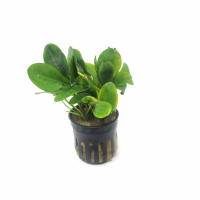 Ranalisma rostratum - potted