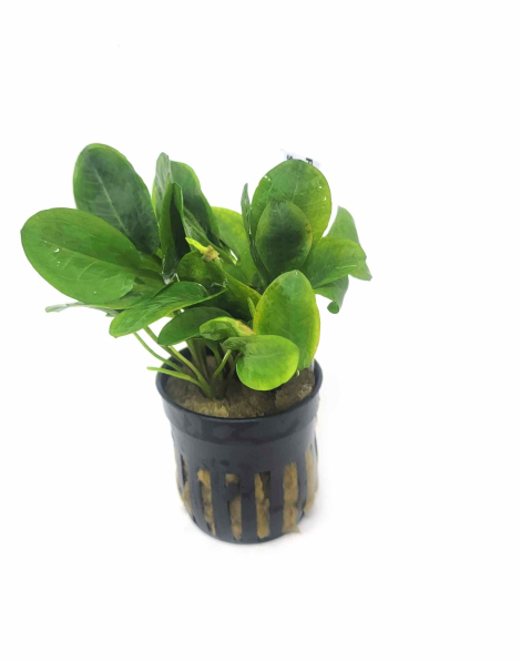 Ranalisma rostratum - potted
