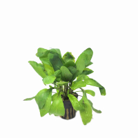 Rorippa aquatica - potted