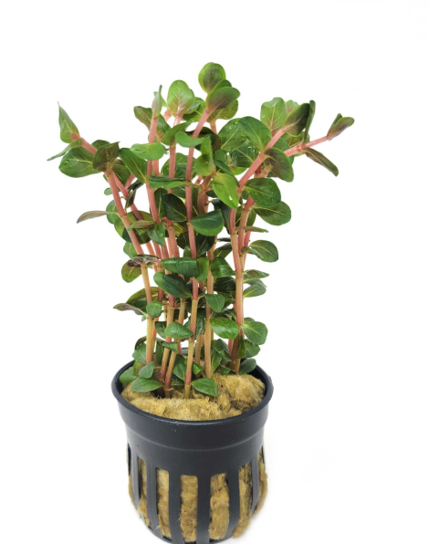 Rotala blood red - potted