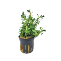 Rotala bossii - potted