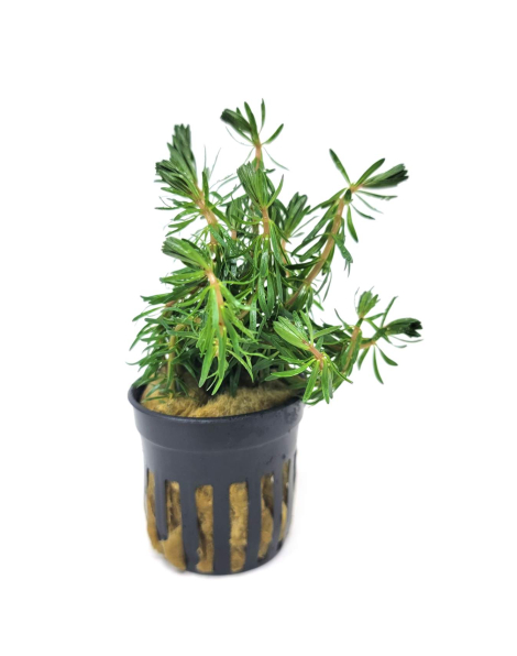 Rotala bossii - potted