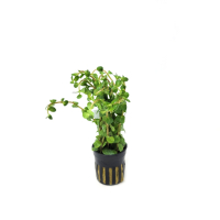 Rotala fujian - potted