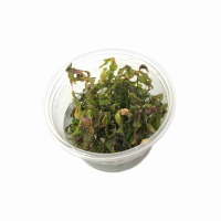 Rotala macrandra 'Japan'  - tissue culture