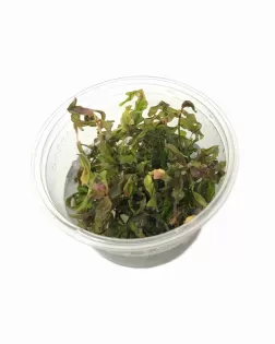 Rotala macrandra 'Japan'  - tissue culture
